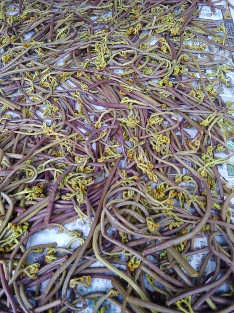농업회사법인 주식회사 마가팜,민둥산 고사리 (생1kg) (건조100g) [원산지:국산(강원도 정선군)]
