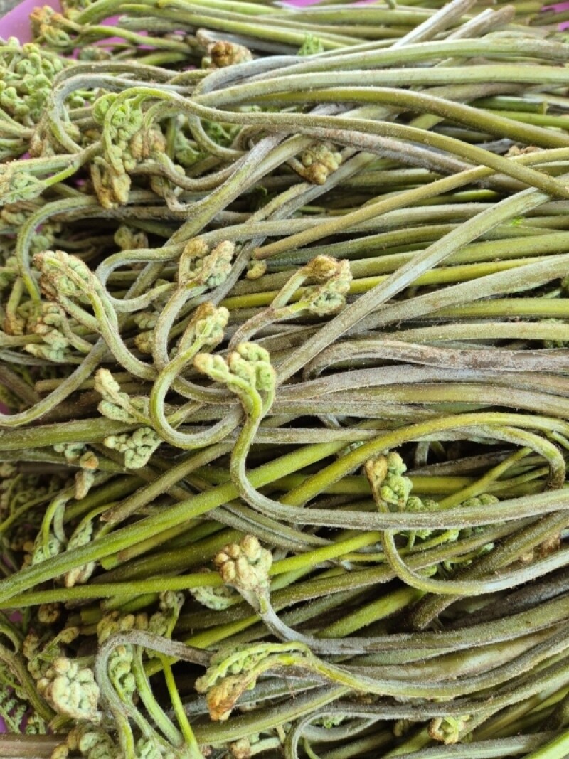 농업회사법인 주식회사 마가팜,민둥산 고사리 (생1kg) (건조100g) [원산지:국산(강원도 정선군)]